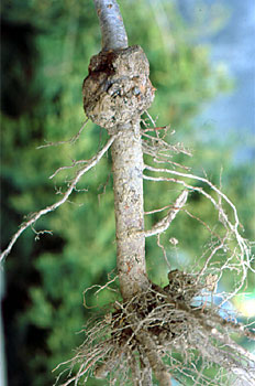 Tumor causado por el ataque de Agrobacterium.