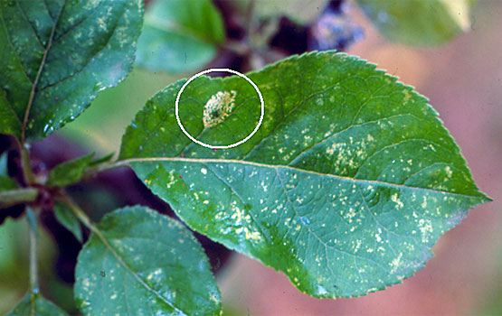 Numerosas manchas amarillentas provocadas por la cicadela; también se aprecia una mancha elíptica causada por una minadora en elipse (círculo blanco).