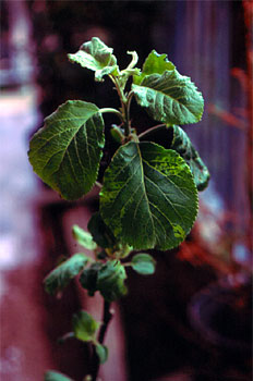 Daños en hojas producido por eriófidos.