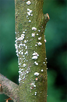 Schizophyllum commune en tronco de manzano.