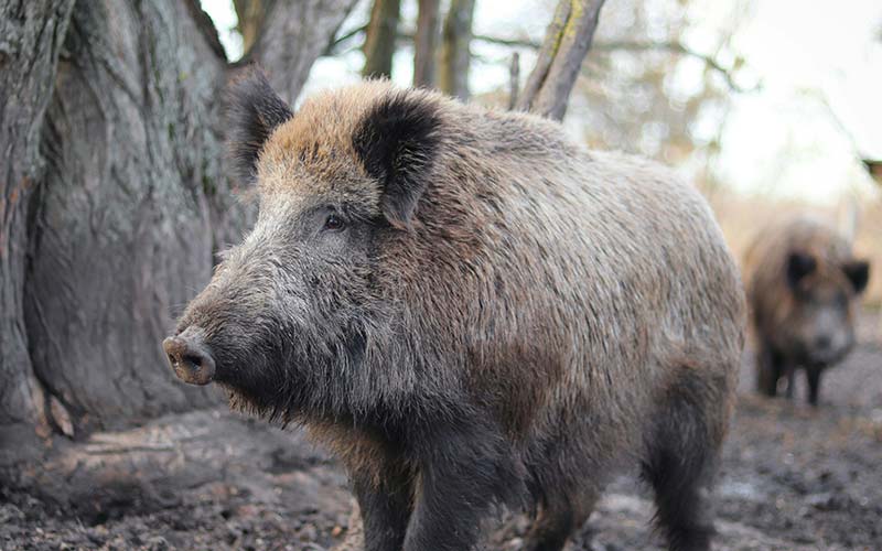 Gipuzkoako Foru Aldundia