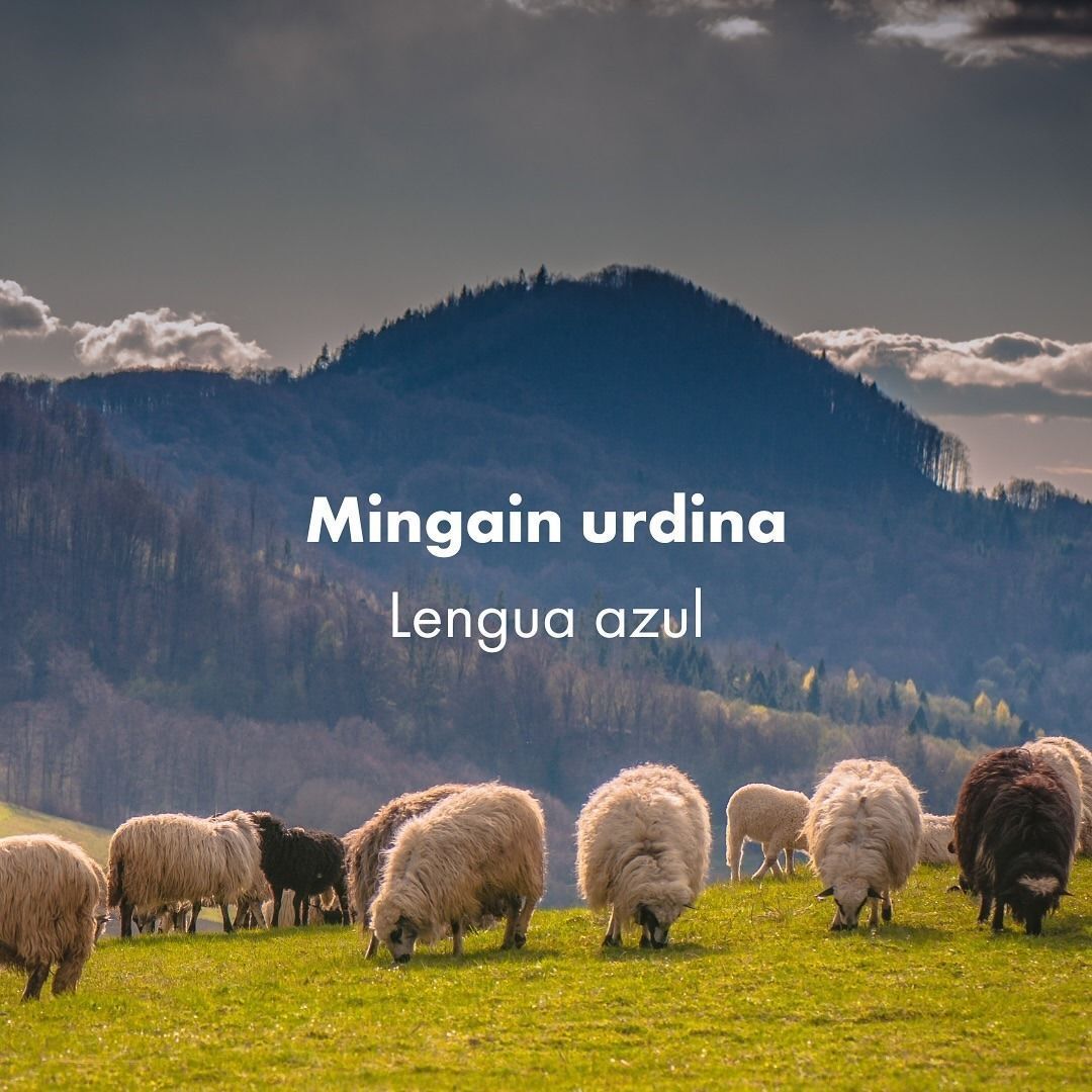 Mingain urdinaren txertaketa kanpaina