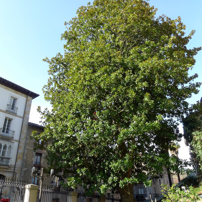 Imagen de árbol singular