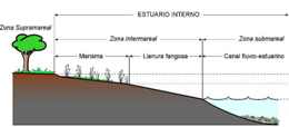 Restauración medioambiental de la Vega de Saria-Oeste (Usurbil), 1º fase