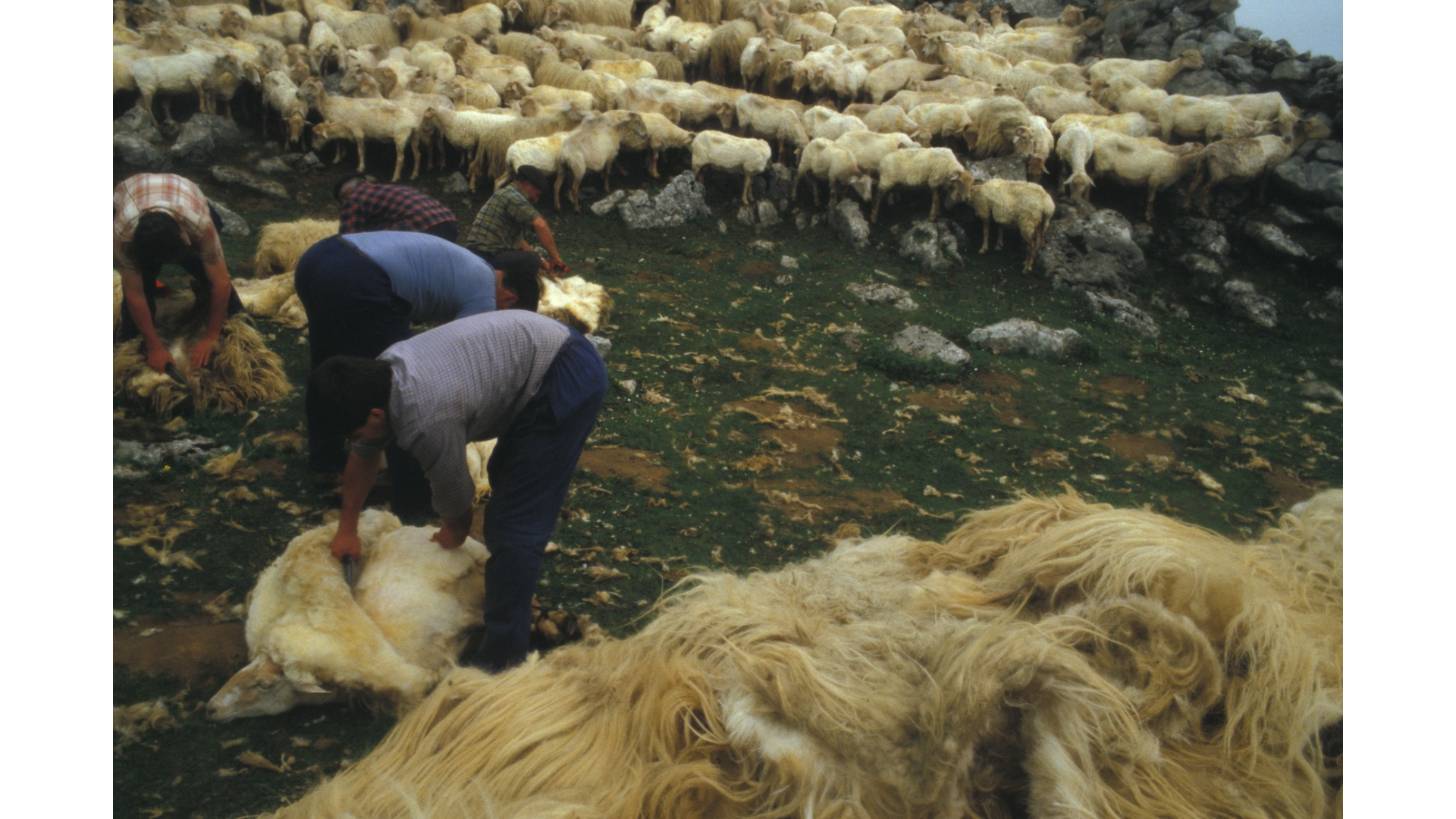 Esquilando ovejas en Aralar. 1984