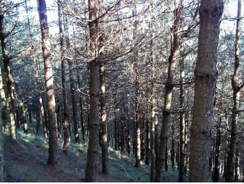 Proyecto de construcción de pistas en el monte 